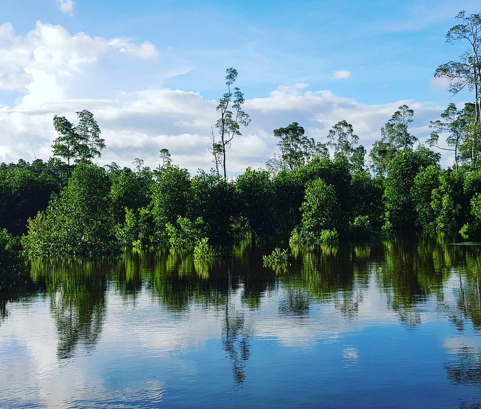 Mangrove Bedul Ecotourism