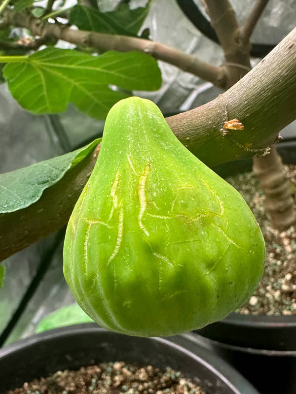 figs-877.jpg