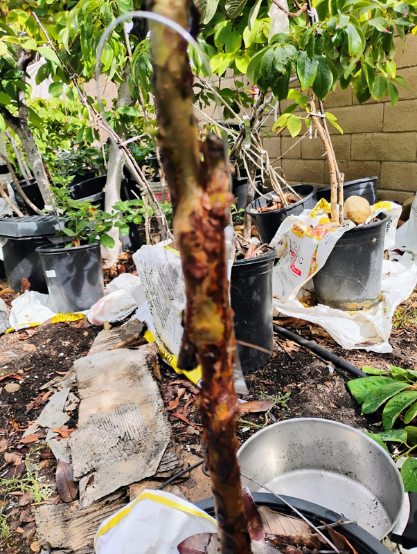 IMG_20251015_105947453_HDR_AE