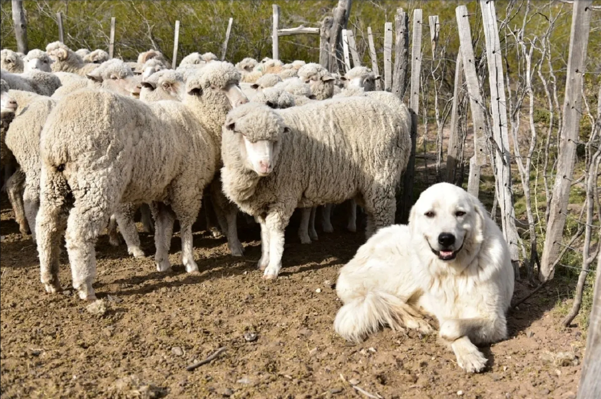 Perro salva a ovejas de una peligrosa jauría de coyotes en Georgia