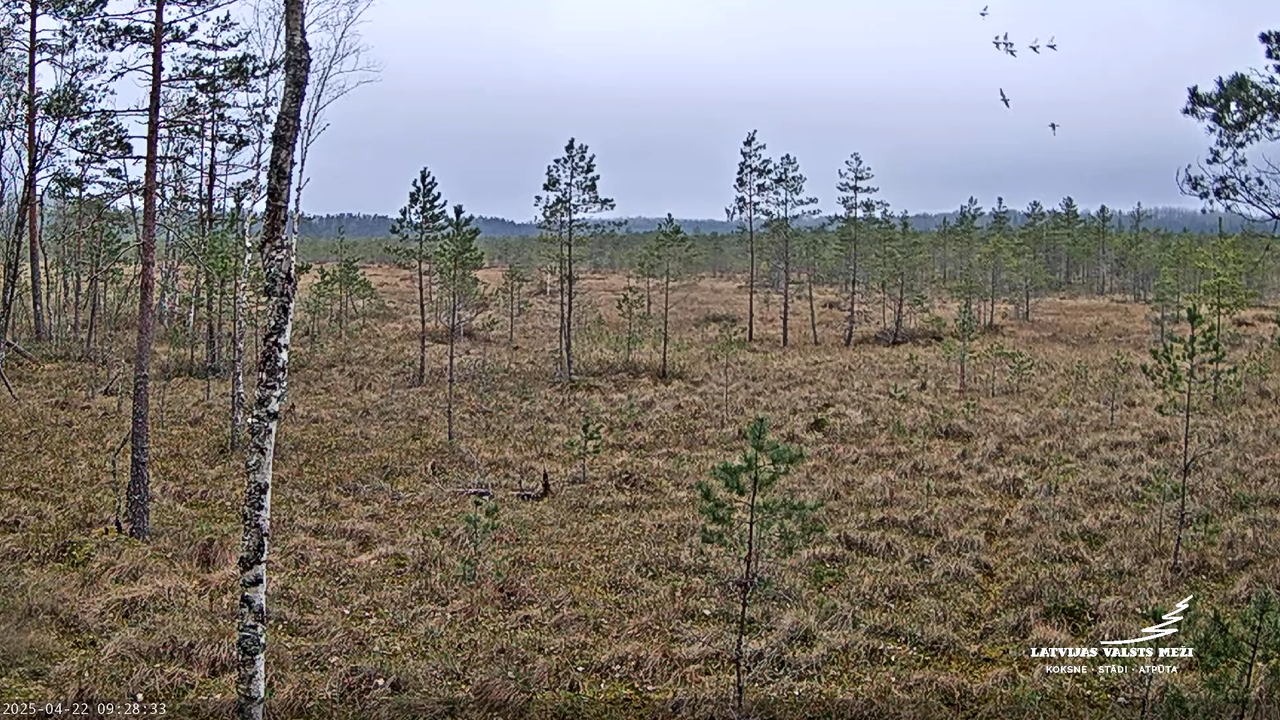 LVM Purvs - Bog 11-54-58 screenshot (1)