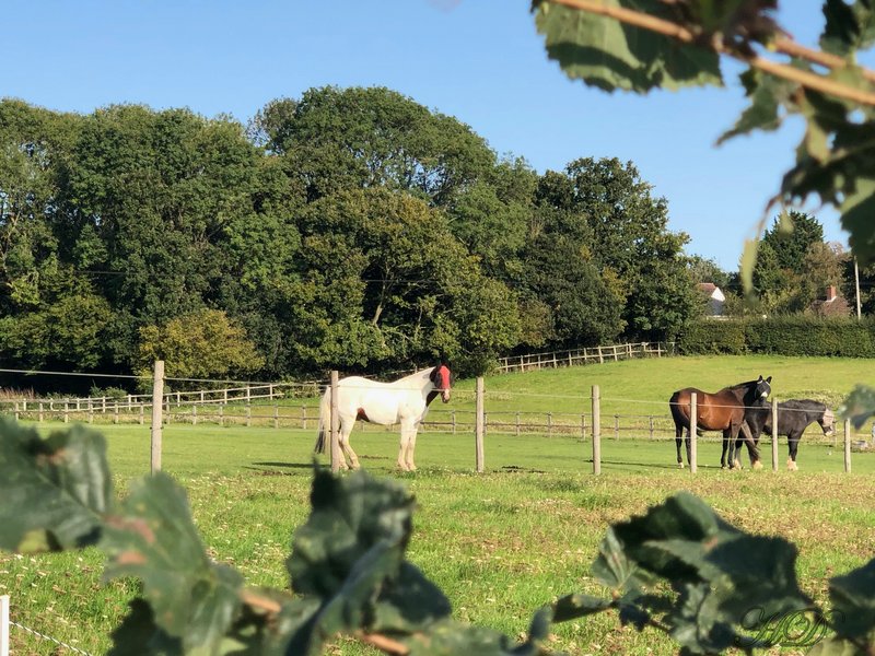 Horses-Datch-sept-2020-HD.jpg