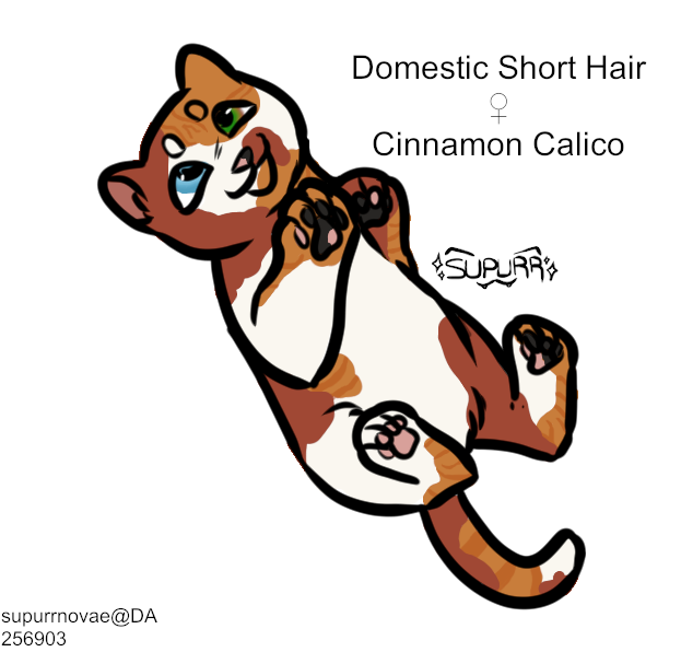 Cinnamon-Calico-F.png