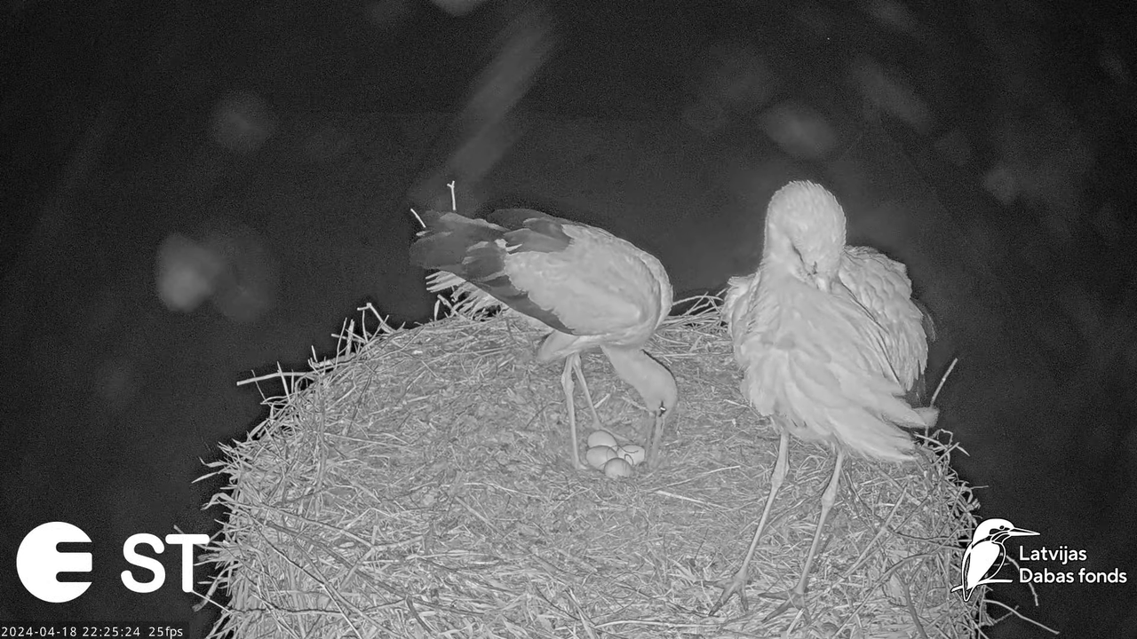 Baltie stārķi (Ciconia ciconia) Tukuma novadā - LDF tiešraide __ White storks in Tukums, Latvia 14-4