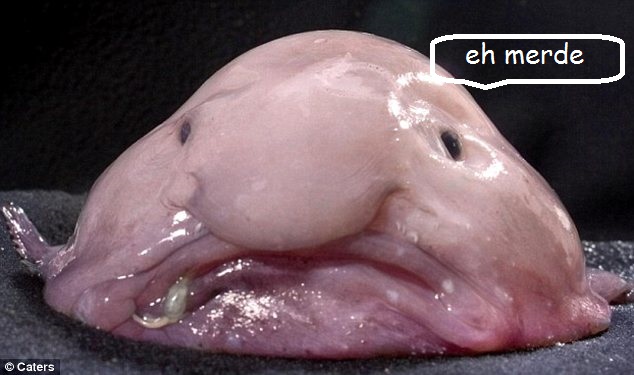 Le blobfish