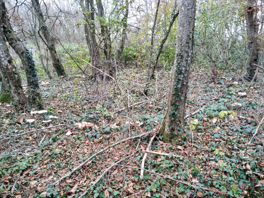 [Image: IMG-20211116-151120.jpg]