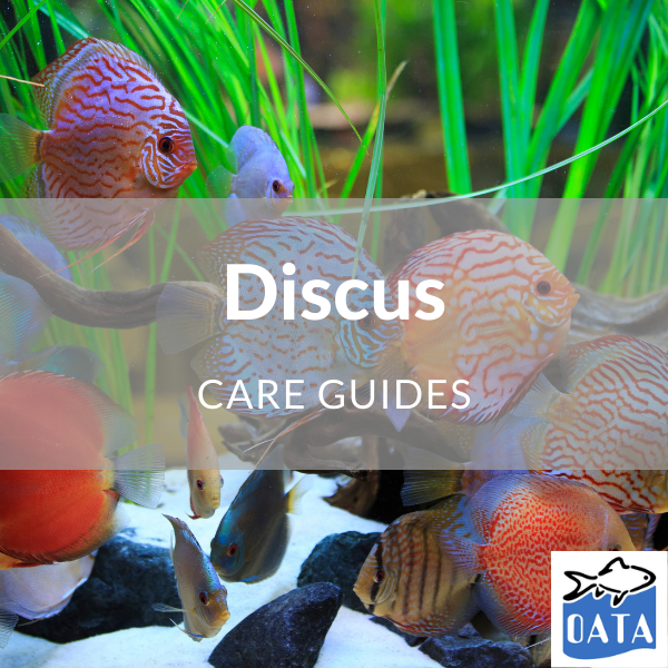 OATA Guide to discus - Lincs Aquatics