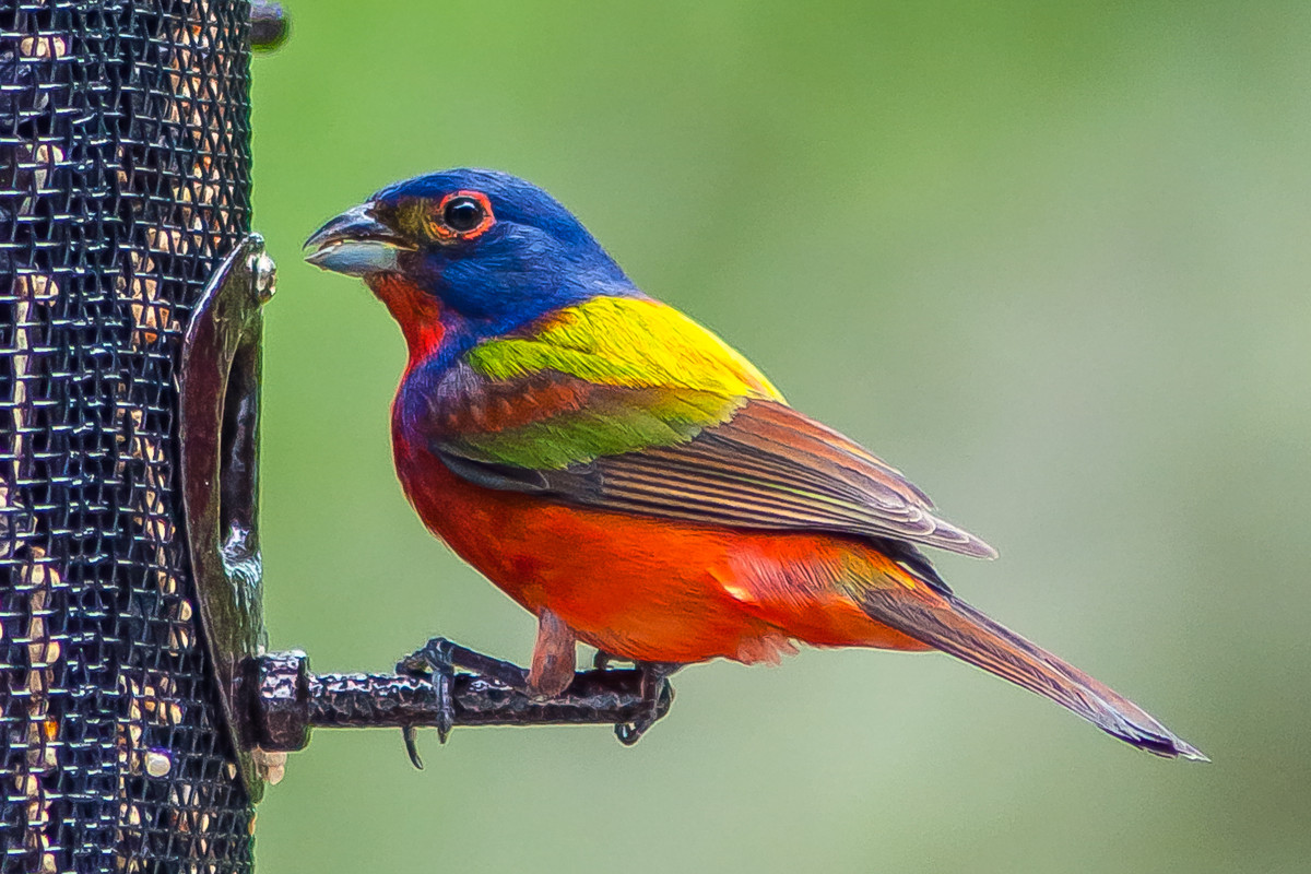 male Painted Buntings