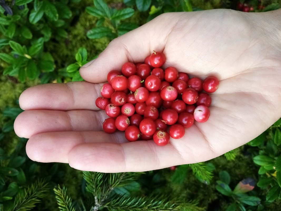 01_05 Брусника_result