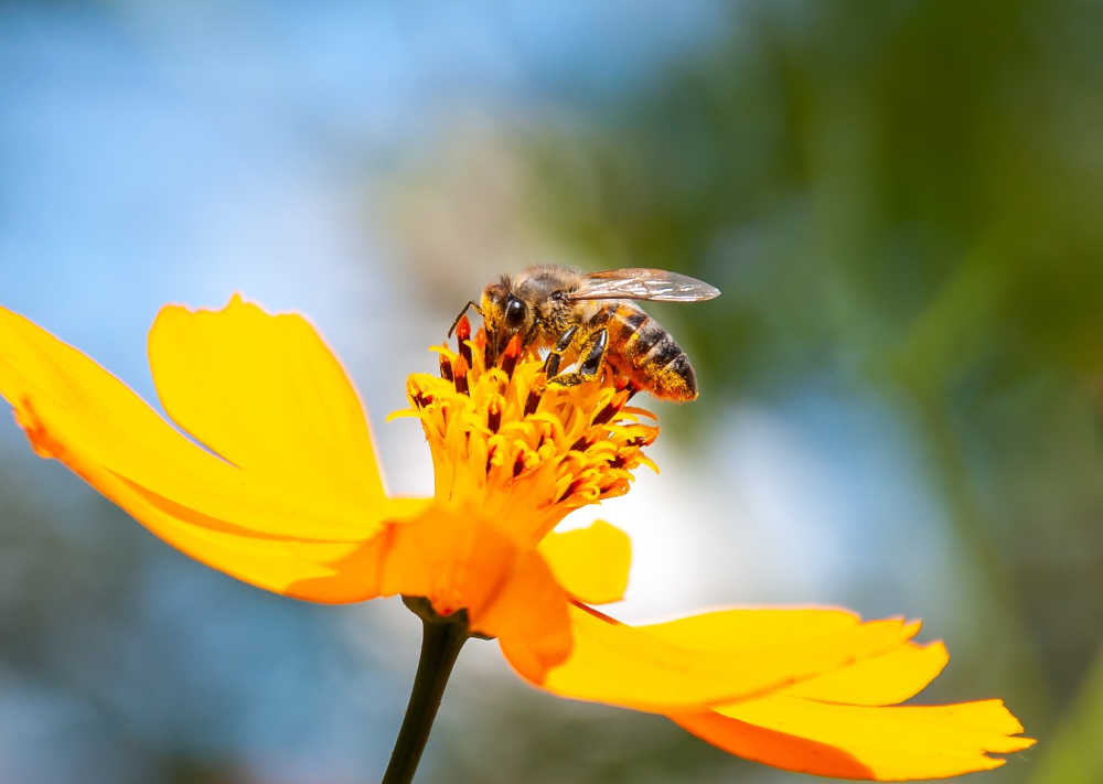 Draw in Pollinators Naturally