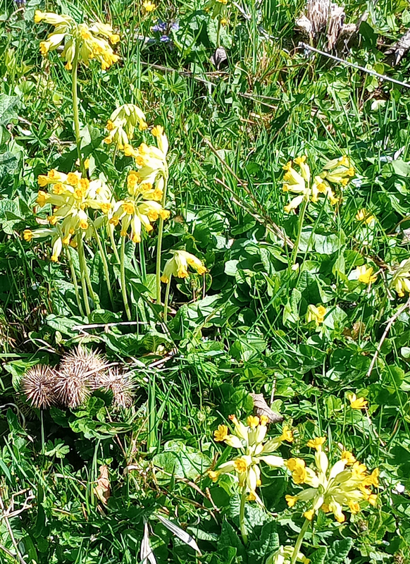 Schlüsselblumen 2025