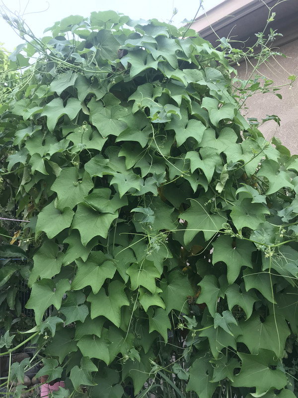 [Image: 8550F96D-14A7-4E0B-B271-1CDA519F3A05.jpg]