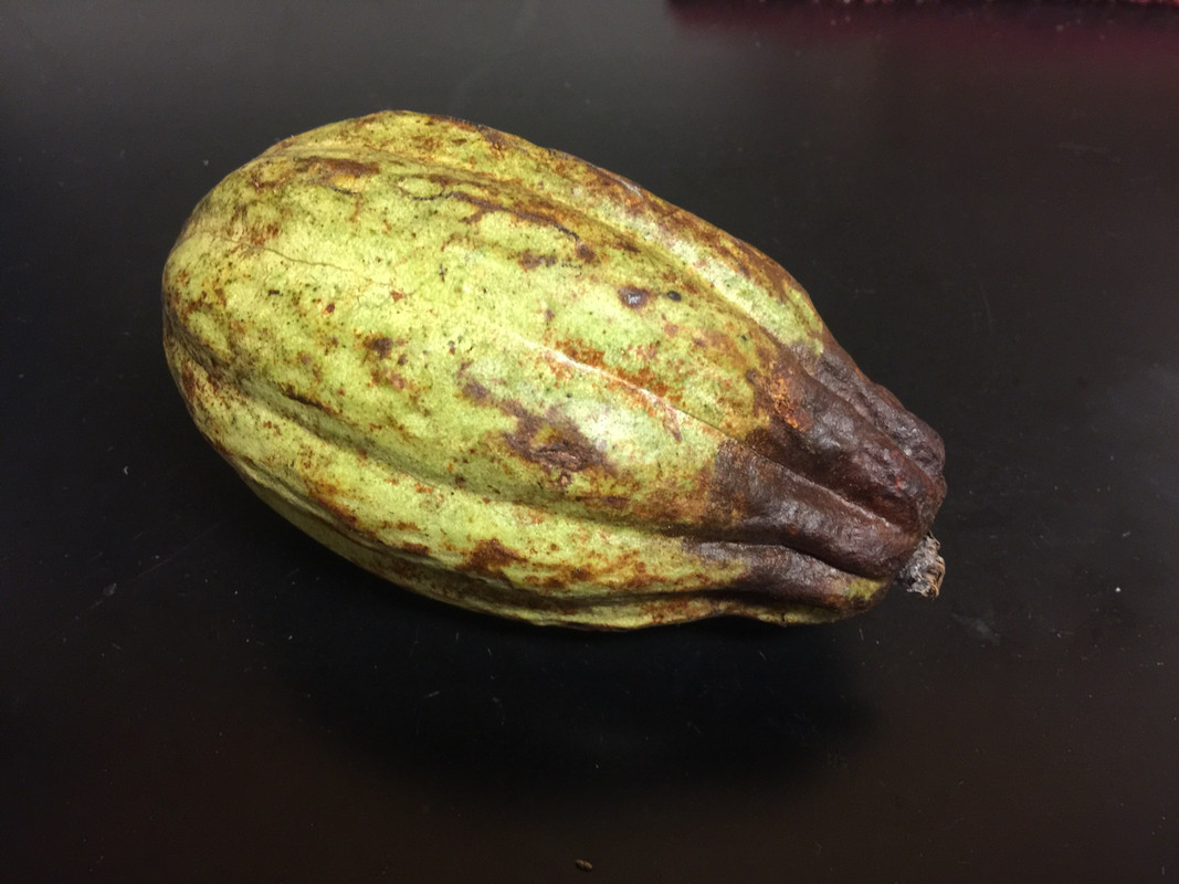 Cacao fruit
