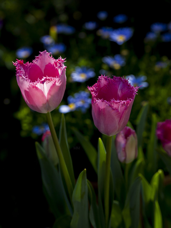 [Image: Tulip-6mm.jpg]