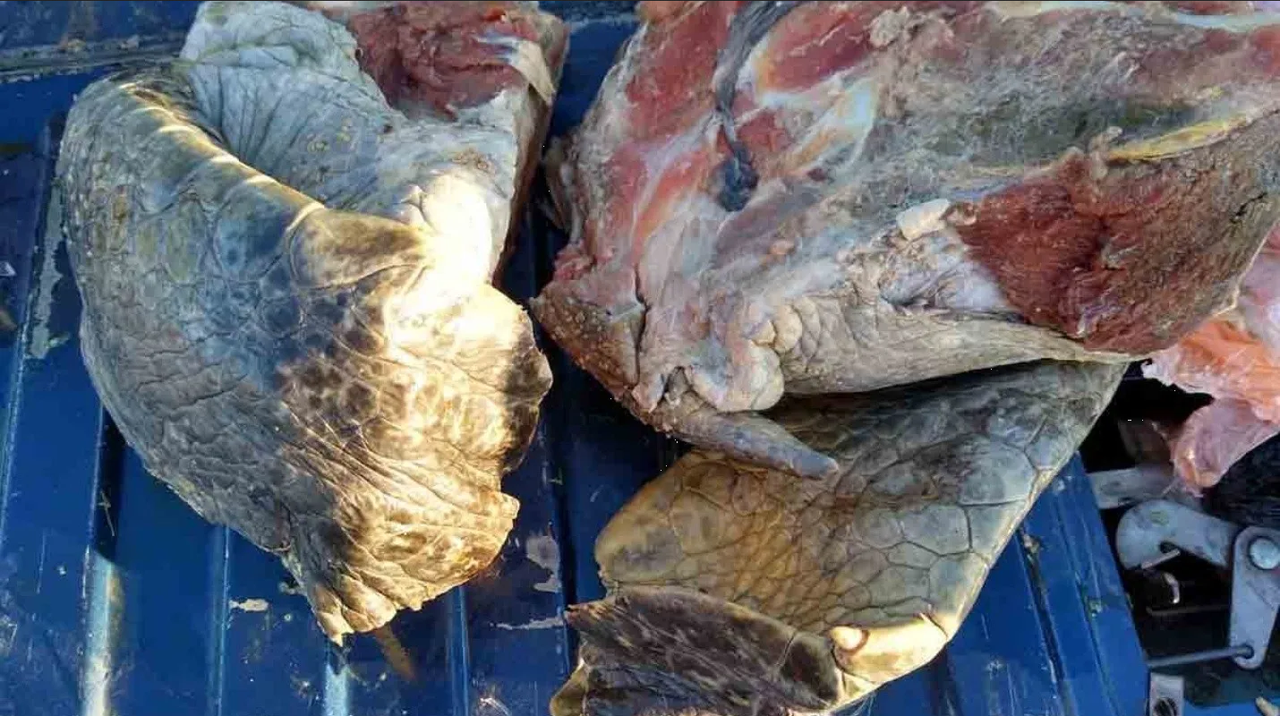 Tragedia en Zanzíbar: 9 muertos, incluyendo 8 niños, tras comer carne de tortuga