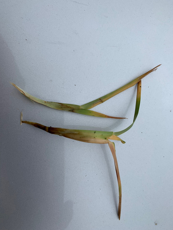 My St. Augustine grass is dying. Help me! | Lawn Care Forum