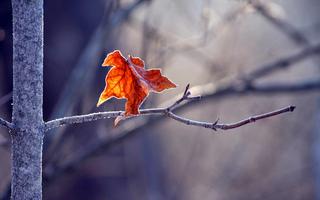 Thơ họa Nguyễn Thành Sáng & Tam Muội (503) One-last-leaf