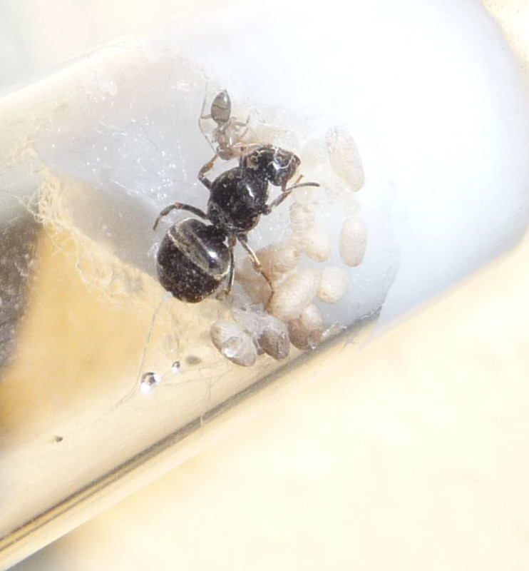 2108-Lasius-first-worker-2.jpg