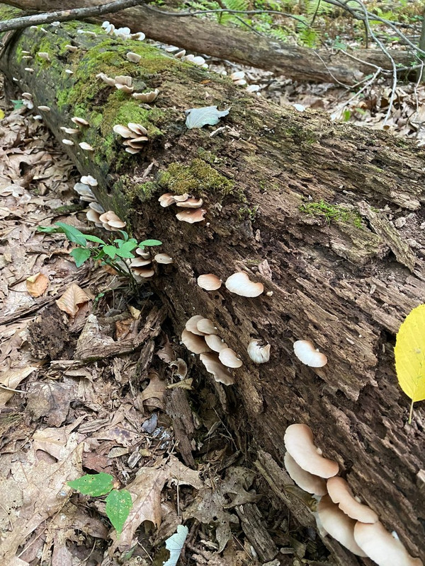 Spring Edible mushroom thread, share you mushroom pictures - Spring ...