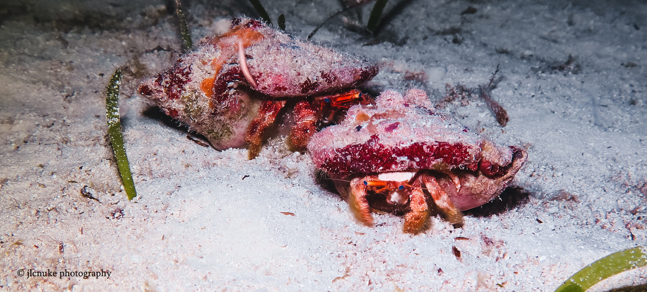 Blue-eyed Hermit Crabs Bahamas 11-2020