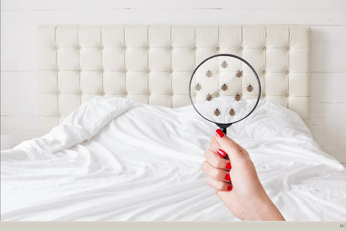 ¿Cómo eliminar ácaros de cama naturalmente y rápido con trucos caseros?