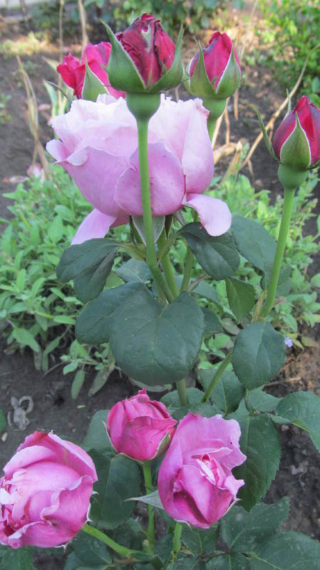 037