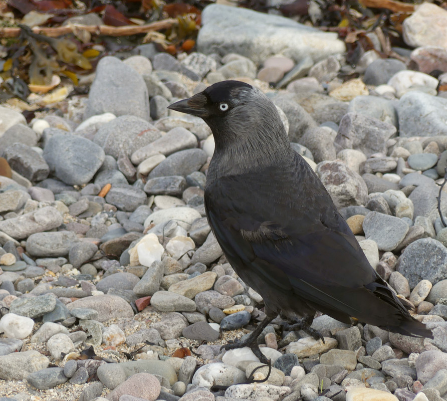 JACKDAW 4 070724