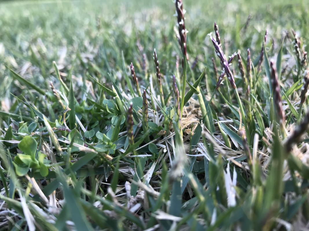 Grass2