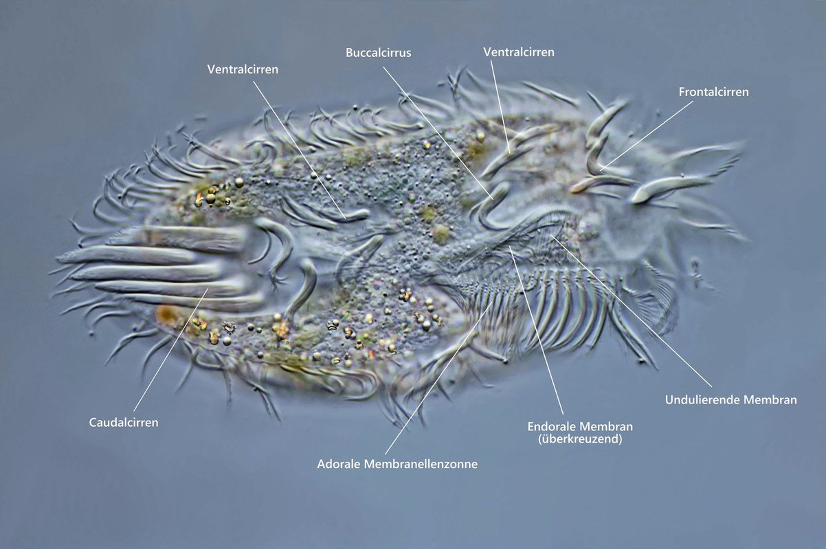 Paraurostyla 11 weissei Vielfußtier Beschriftung DIK 100