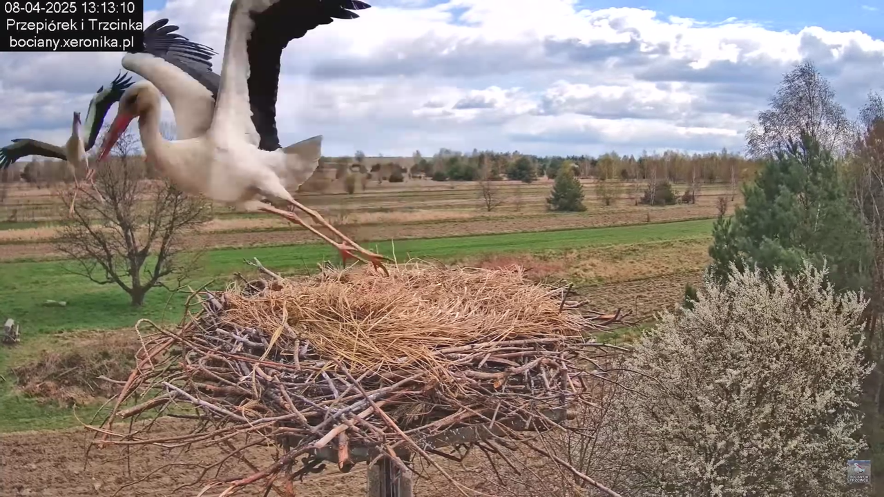 08.04.2025Terytorium Przepiórka_9