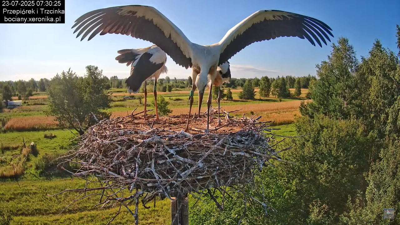 23072025bociany22