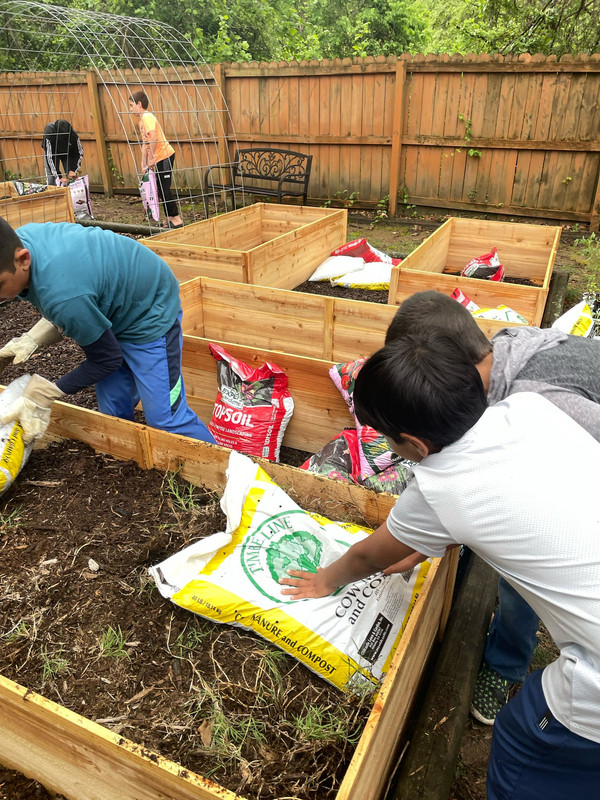 Community garden with fresh vegetables growing
