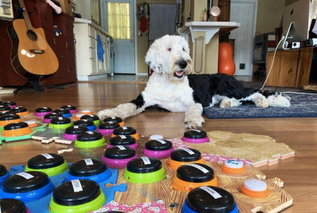 Finding Lost Animals using Animal Communication