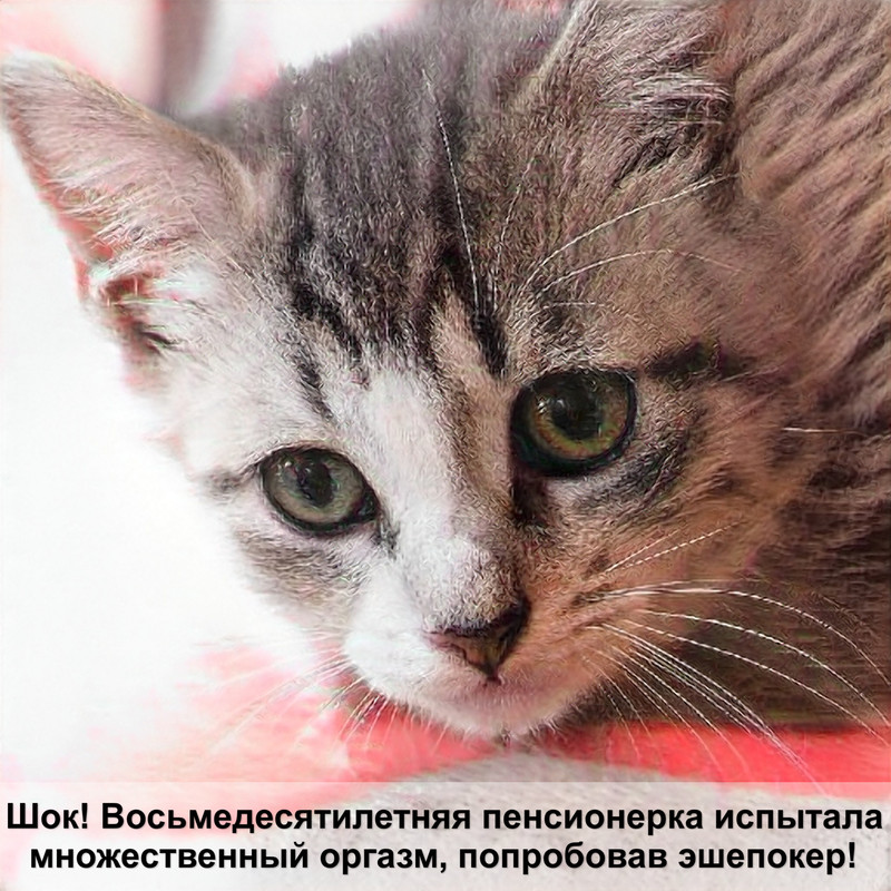 самая дорогая домашняя кошка