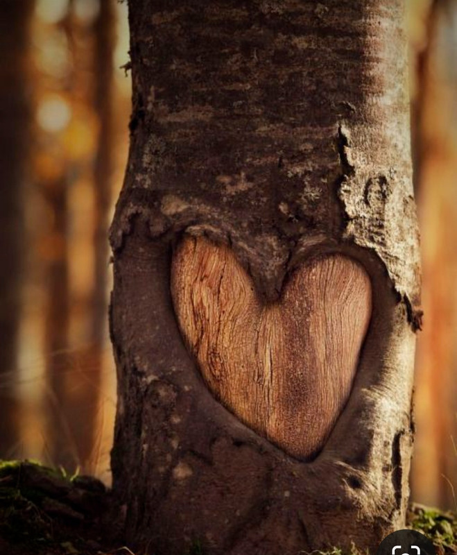 Screenshot_20240212_205914_Pinterest