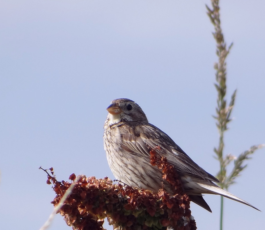 SKYLARK 45 020824