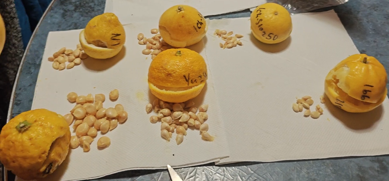 Citrus seeded Part1