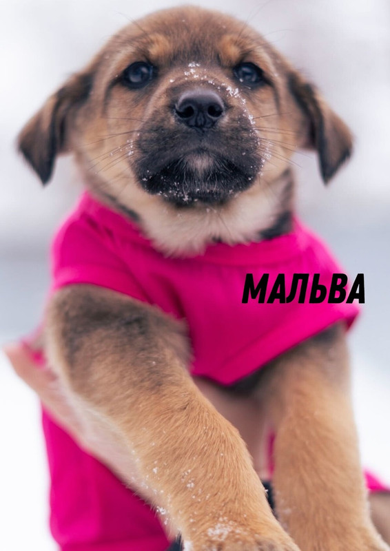 Мальва