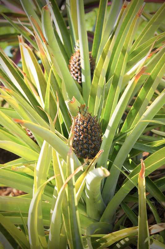 64CA21C2-2415-460B-A4E4-912AE03437EE_1_201_a