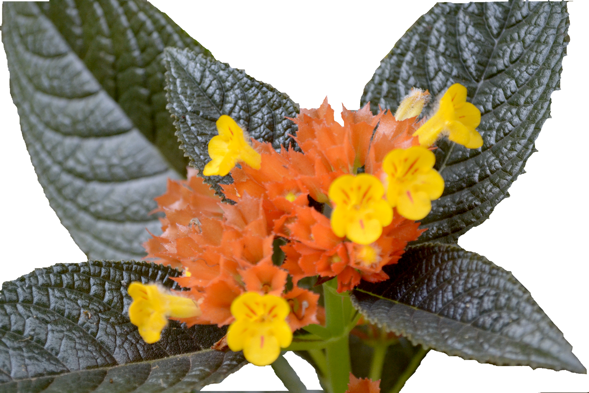 Black Flamingo Plant