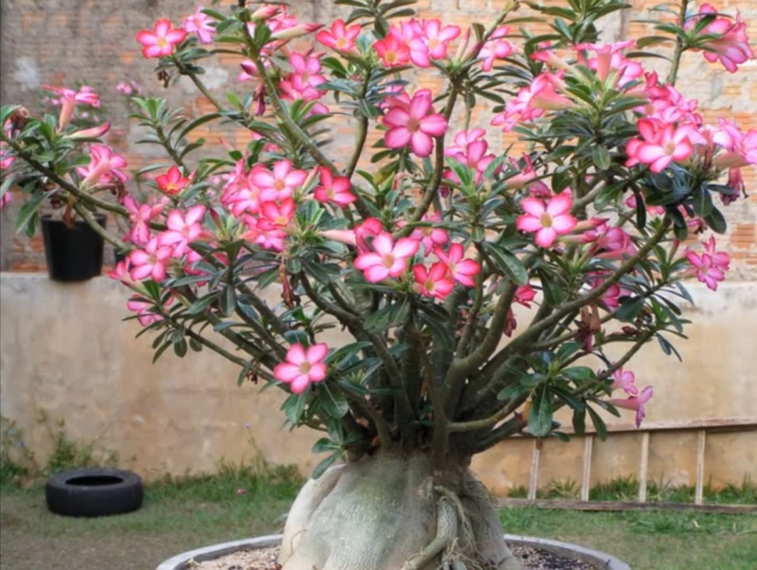 adenium-multiflorum-flowering
