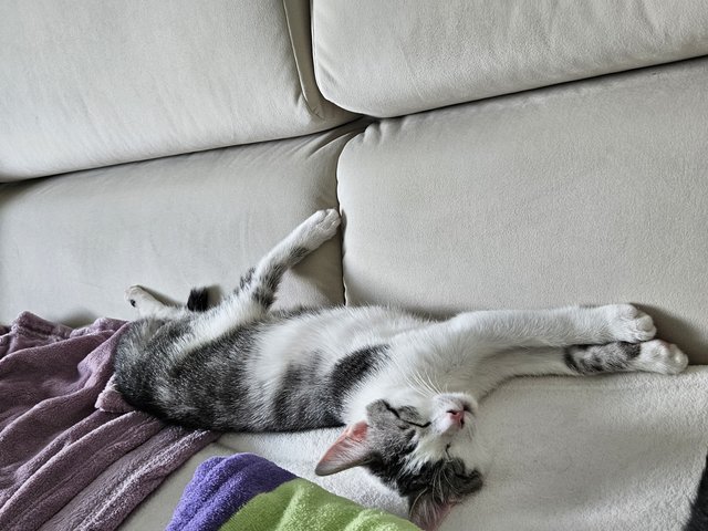 Slika