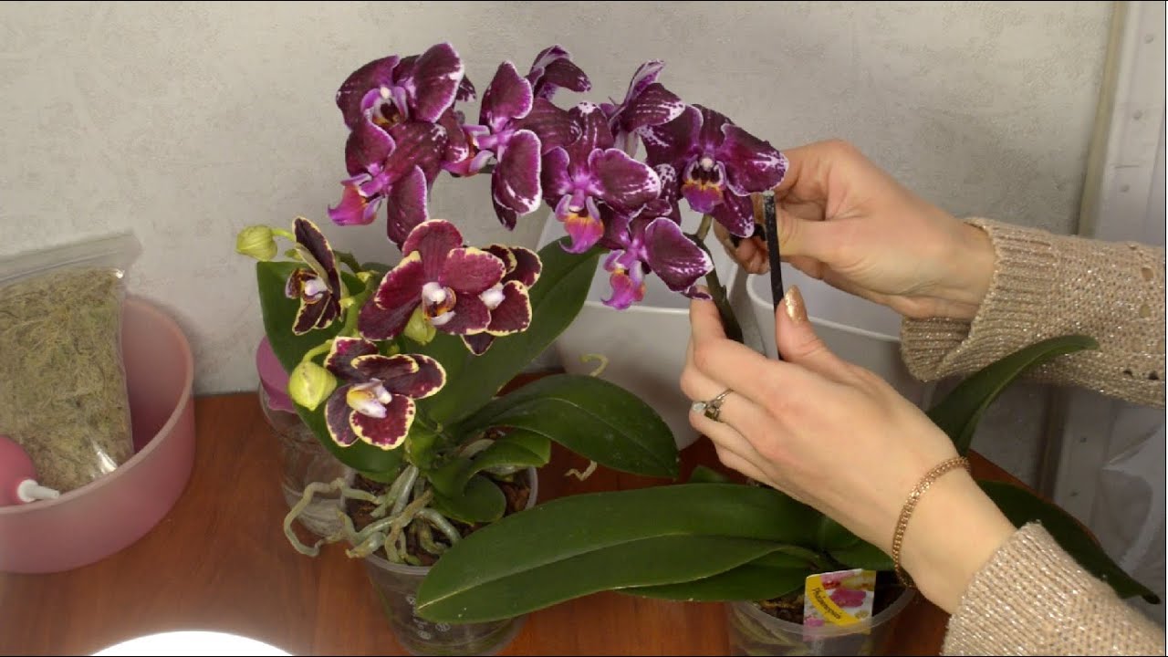 Секреты использования призрачной орхидеи в косметике
