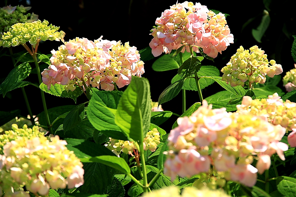 https://i.postimg.cc/sg7H2Lrh/IMG_6221.jpg