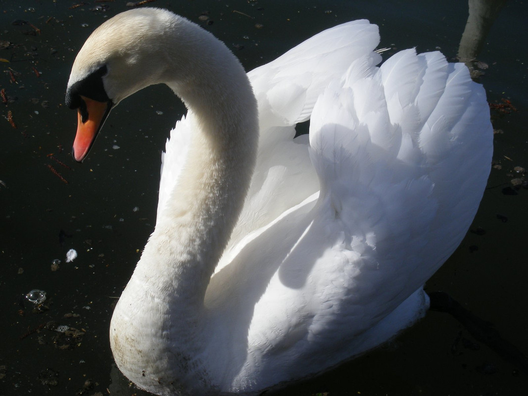 DSCF0123.jpg