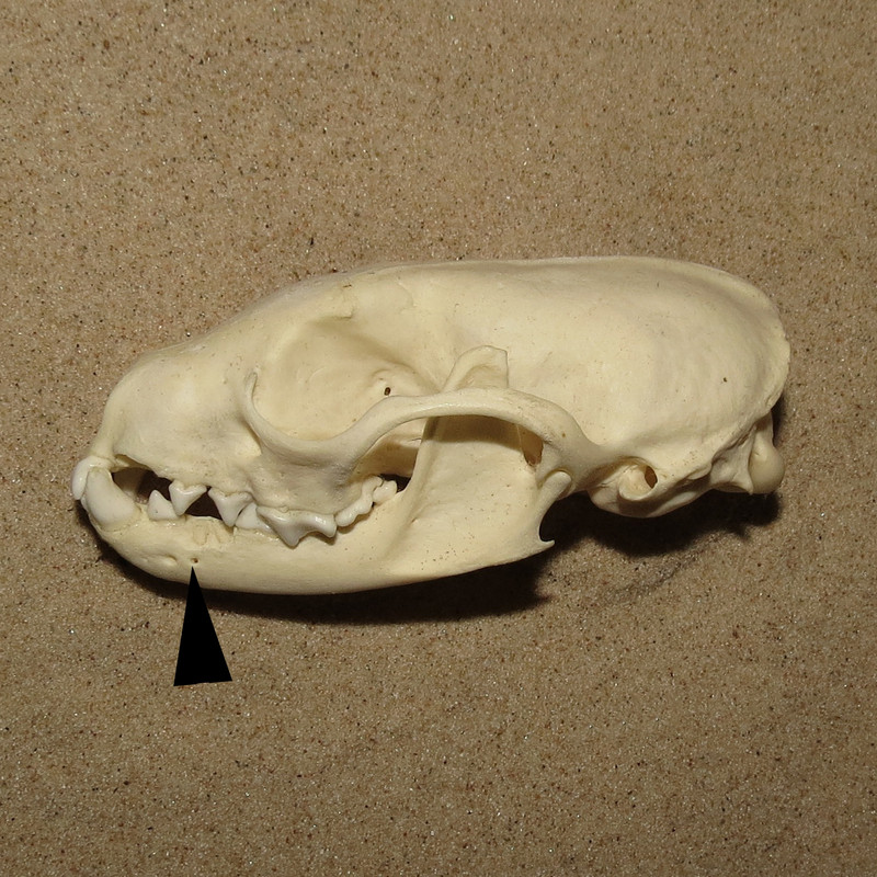 BEQ8E_MS_Schaedel_Steinmarder_P