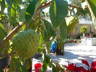 AP ATemoya2 (Medium)