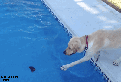 gif-of-dog-trying-to-reach-something-in-a-pool-and-falling-in-it