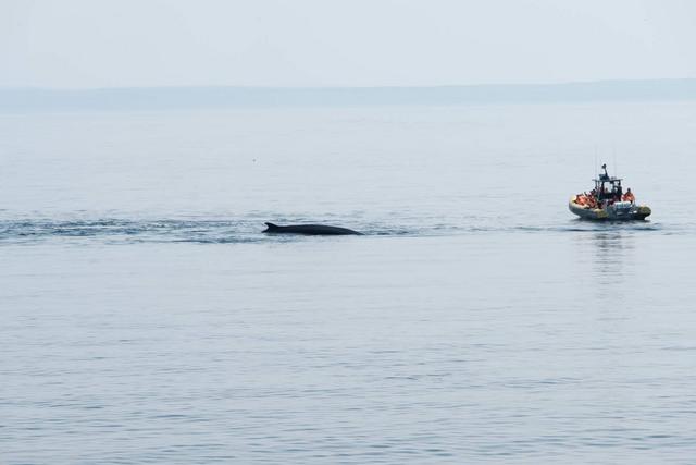 Avistamiento de ballenas, Fiordo de Saguenay y Desbiens - DOS SEMANAS EN EL ESTE DE CANADÁ (ONTARIO Y QUÉBEC) (7)