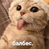 https://i.postimg.cc/sgBs7pHp/1.png